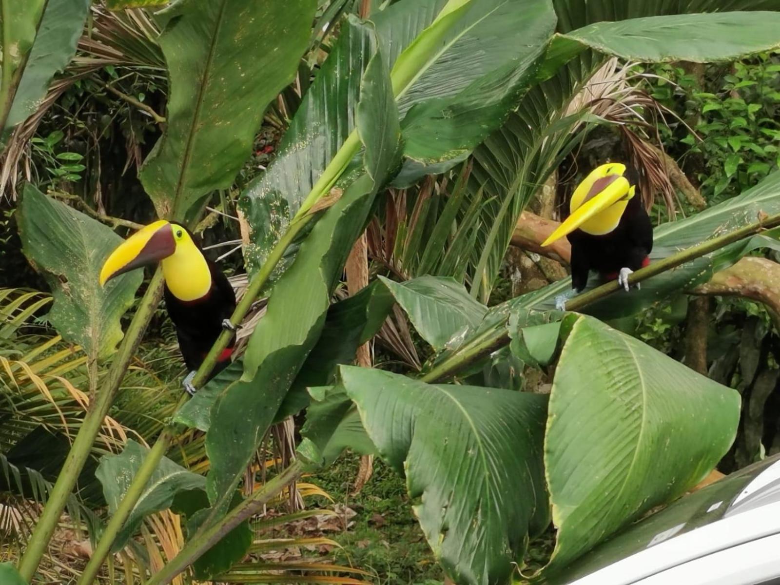 La Fortuna Villa Tucan المظهر الخارجي الصورة